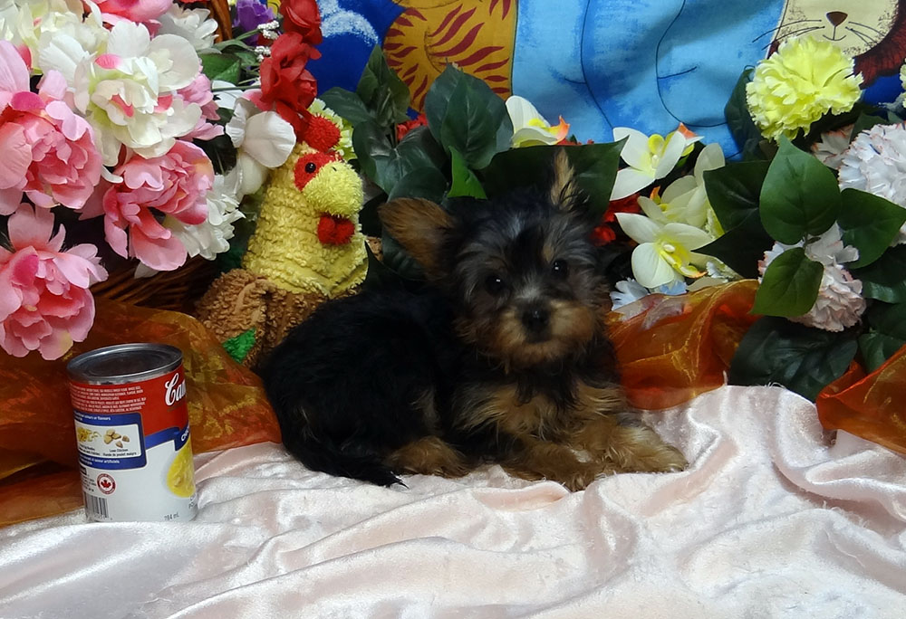 Best Yorkie Breeder, Best Yorkie Baby, Teacup Yorkie